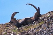 43 Stambecchi maschi adulti allo zoom